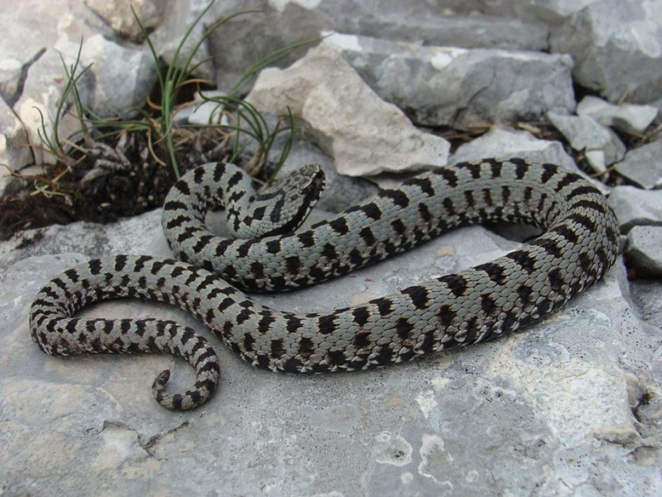 Уничтожение змей и скарпионов Дезинфекция