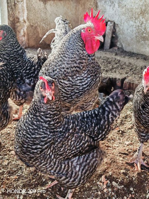 Разплодни яйца от Мехелен