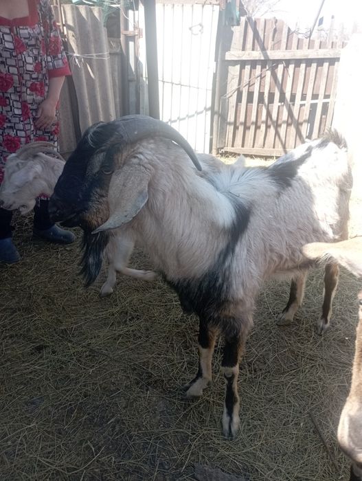 Продам козла породы Битал