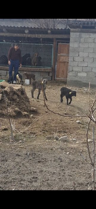 Қозылар арашан аралас қаракөл аралас