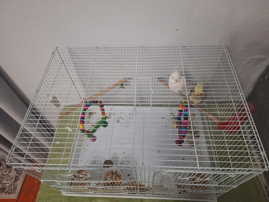 Попугай 2 Карелла + клетка