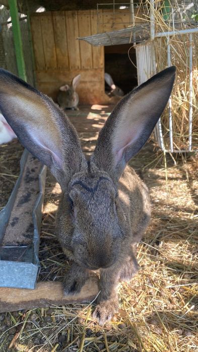 Кролики домашние