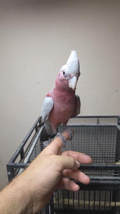 Papagal vorbitor pui Roza Kakadu ( Galah)  crescut la mana