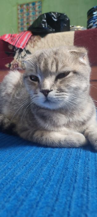 Скоттиш фолд сотилади