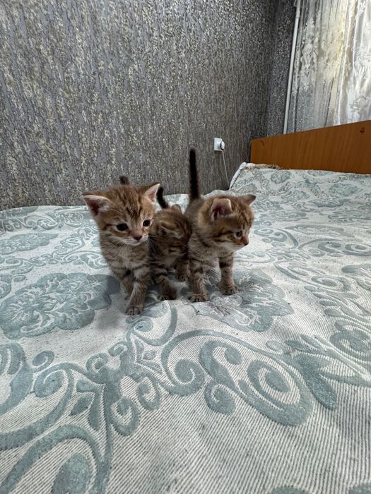 Отдам котят в добрые руки