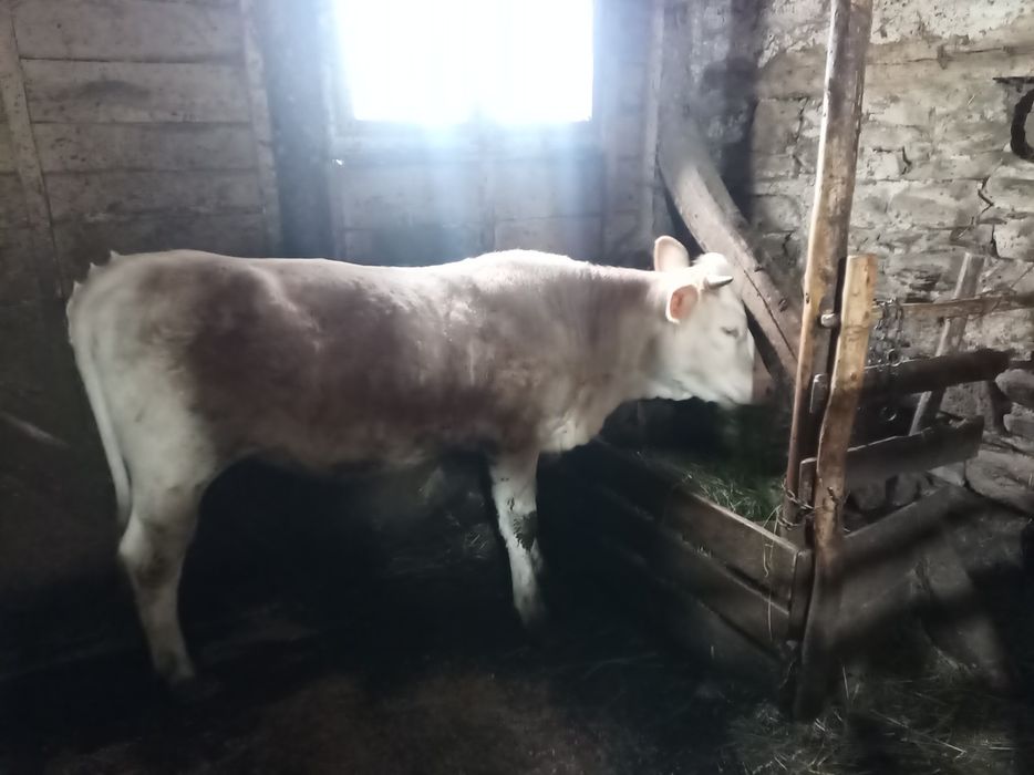 Vind junincă rasă Bălțată Românească