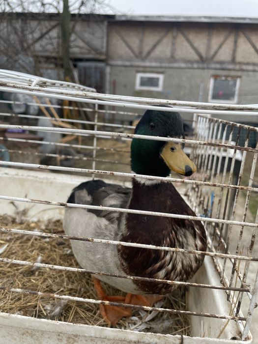 Vand sau schimb rățoi de pitic olandez /schimb cu rata de aceasi rasa