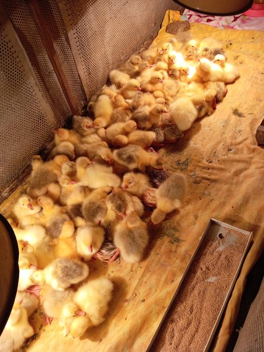 Гусята                .