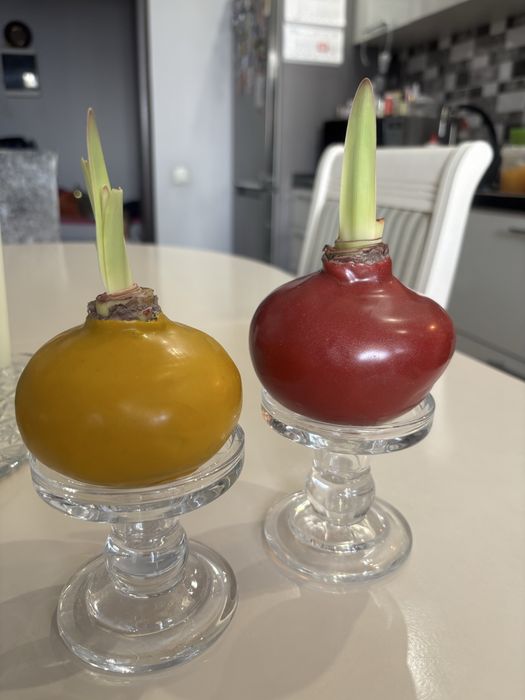 Луковицы Амариллиса. Свежие в наличии