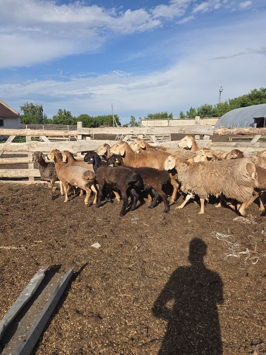Продам племеных Кошкаров для силекции