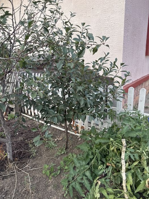 Малина вишня шиповник