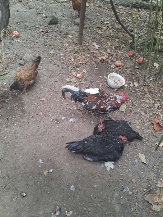 Găinușe și cocoșei pitice
