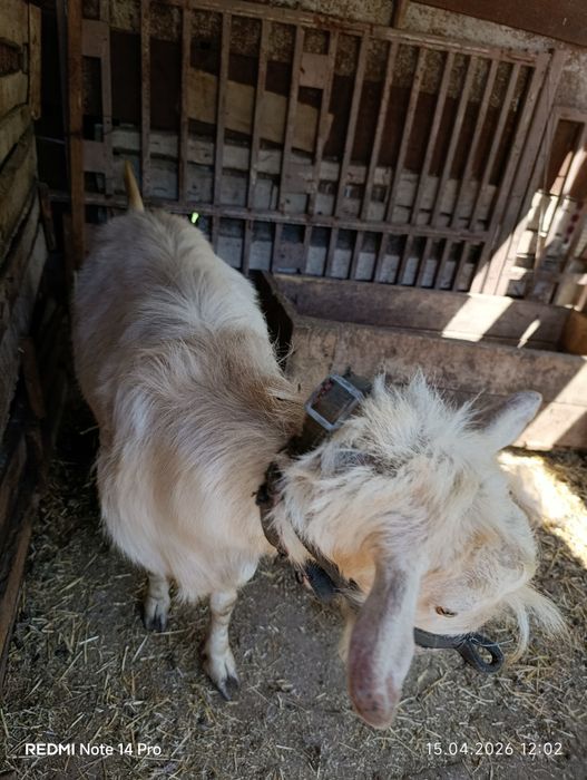 Теке сатылады жақсы