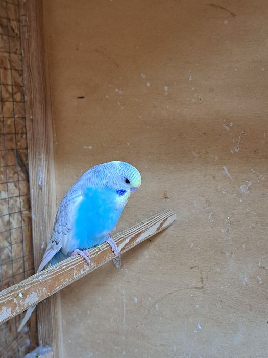 Выстовачные папугаи