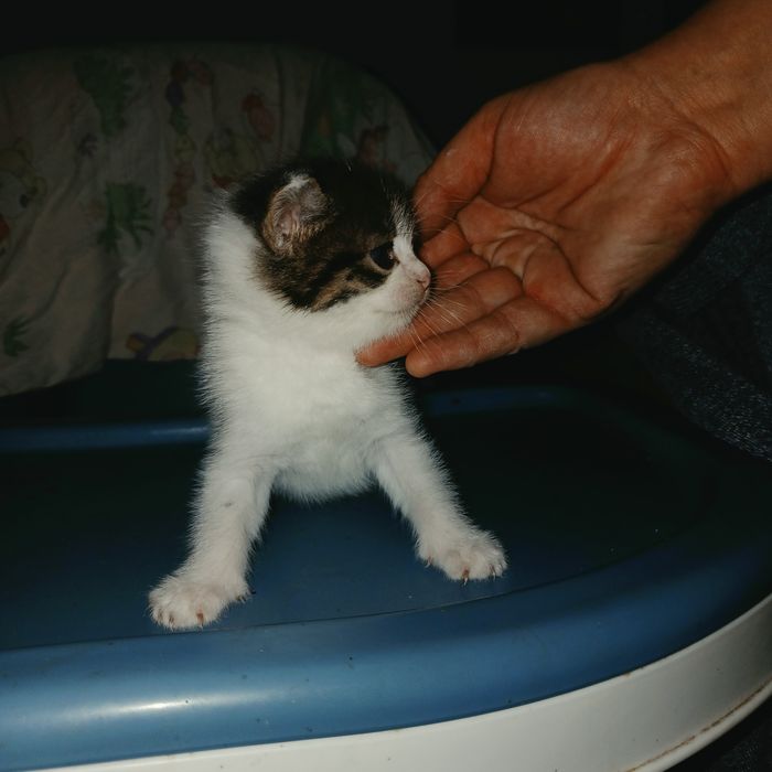 Отдадим котят в добрые руки.