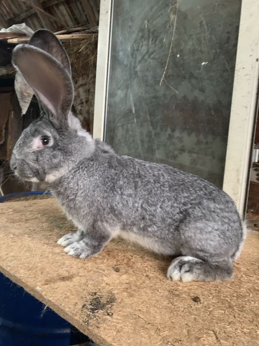 Masculi urias german mai multe culori