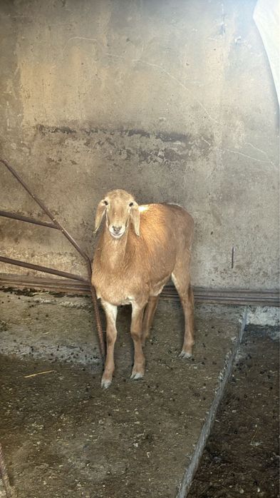 Арашан козы сатылады