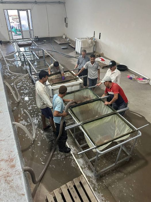 Артемия , цист артемии