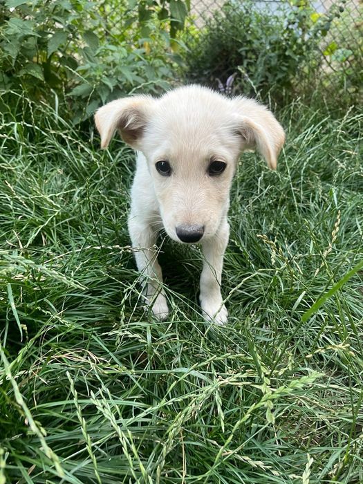 Подаряват се кутрета