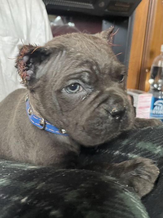 Щенки кане корсо