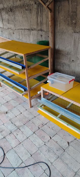 Bedana qafslar 5000 soʻmdan