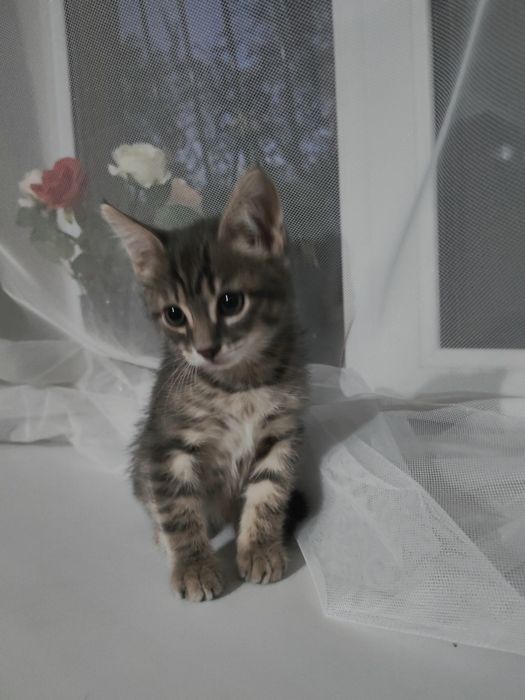 Отдам котёнка в добрые руки!