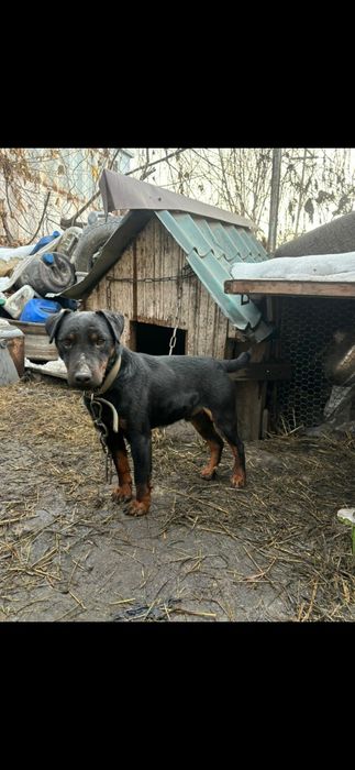 Продам кобеля ягдтерьера