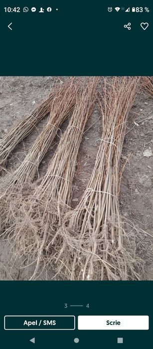 Puieti salcâm robinia Pseudacia preț 50 banii.analtimea de 70 80 cm