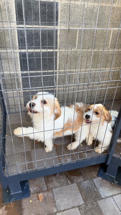 Spre adoptie 2 căței cu varsta de 11 luni