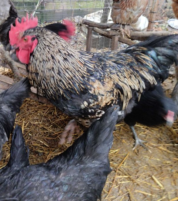 Cocoși 10 luni talie medie