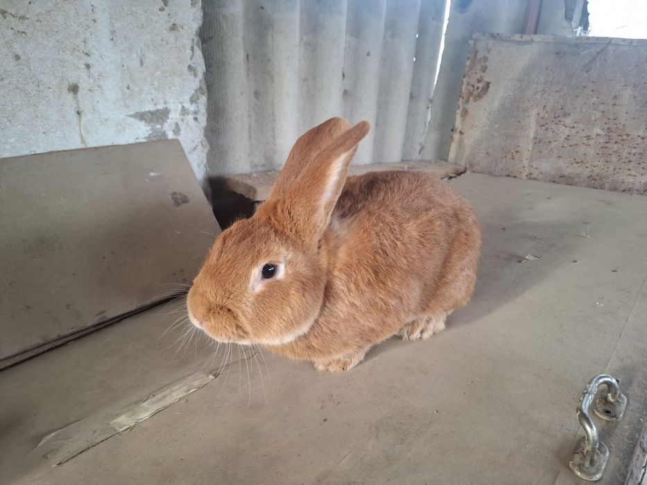 Бургунец кролики