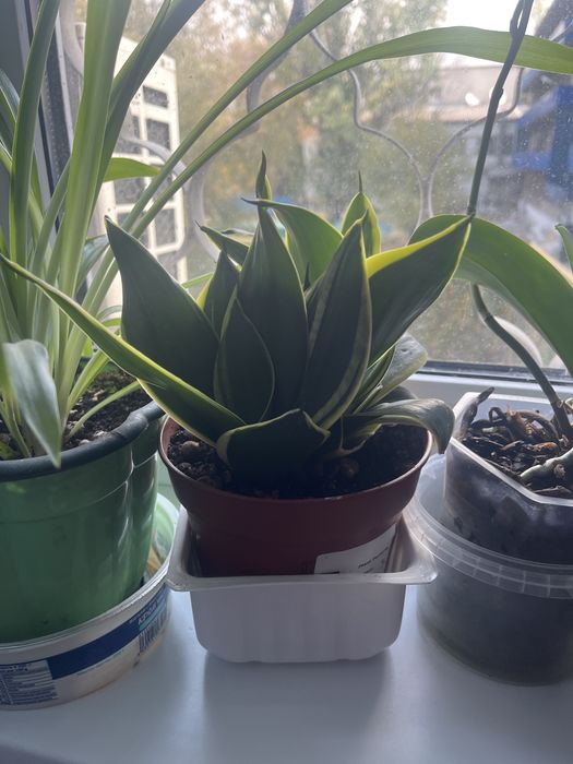 Комнатные растение