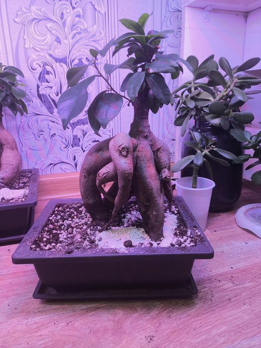 Продам бонсай микрокарпа