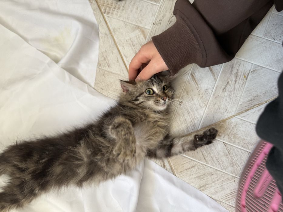 Три шестимесячные кошечки-девчонки.