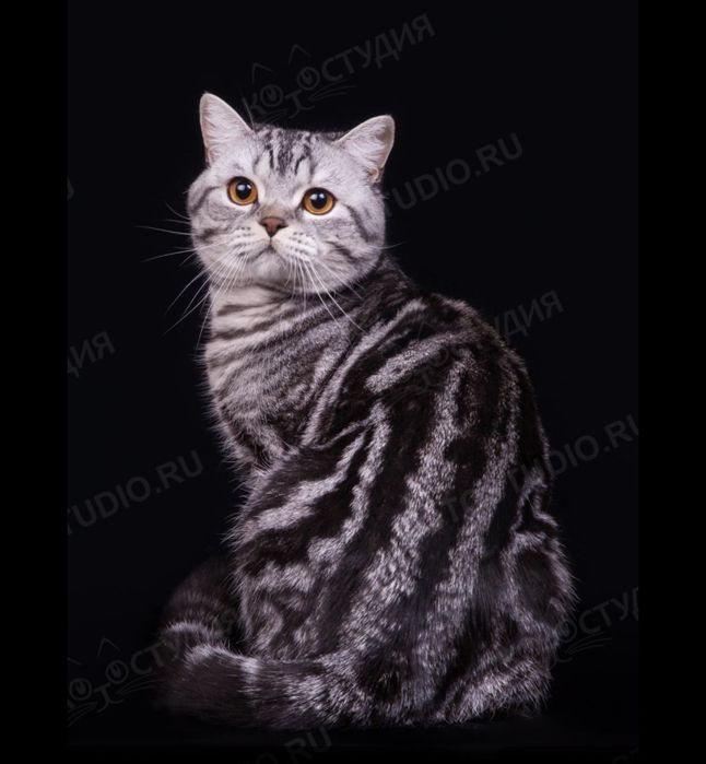 Котенок шотландской прямоухий