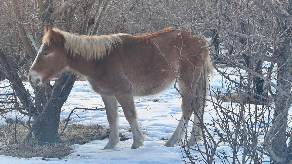 Еркек тайлар сатылады! Продам жеребчиков!