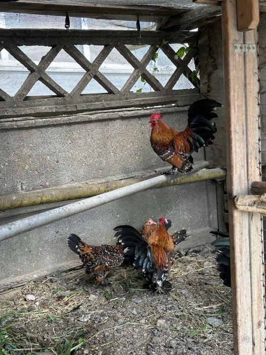 Oua gaini mii de flori