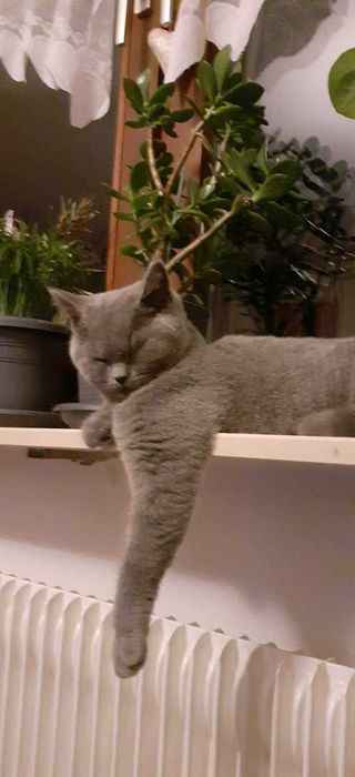 Британски котарак