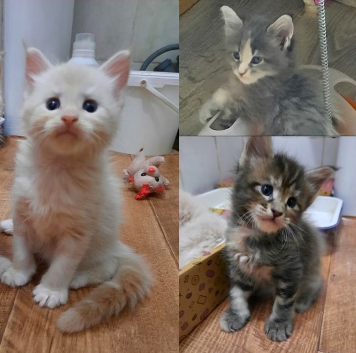 Котята  мейн-кун
