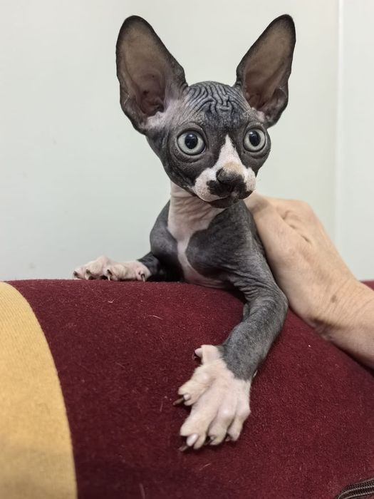 Сфинкс котенок продам