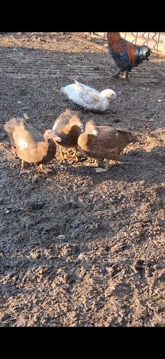 Gaini brahma HD,rate lesesti ciocolatii,porumbei voltati