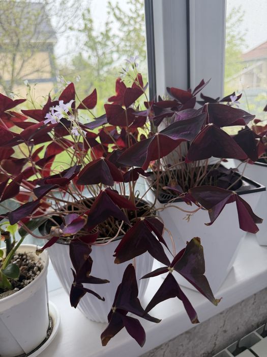 Кислица , Оксалис , Oxalis 4000