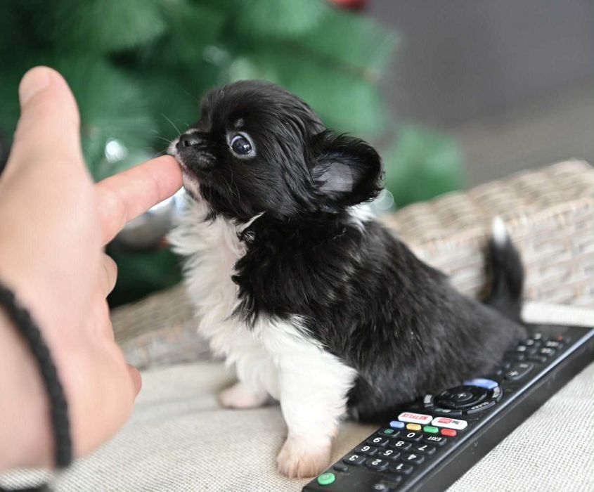 Мъжко дългокосместо мини чихуахуа