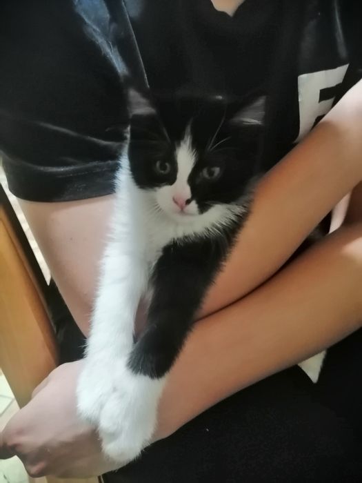 Отдам даром катёнка