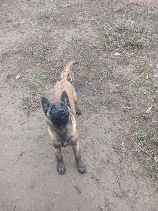 бельгийский овчарка