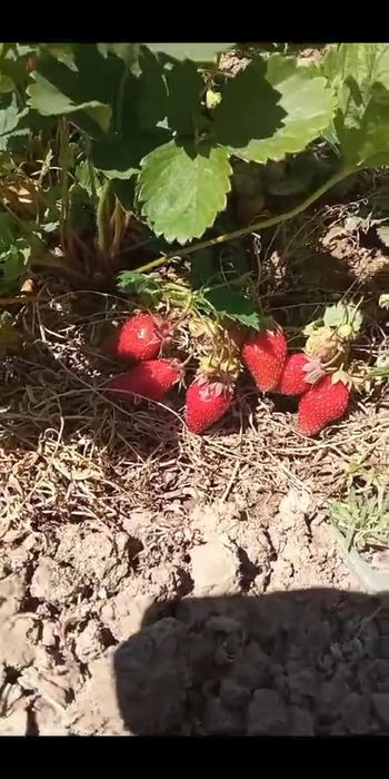 Продаётся дача 17,5 соток