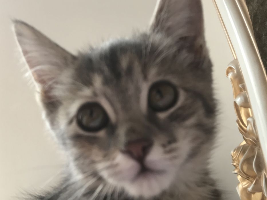 1,5 марғау үй мысығы үйретілген