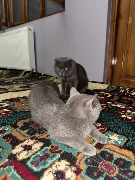 НЕ ПРОДАЁТСЯ  Кот на вязка Скоттиш Фолд очень опытный