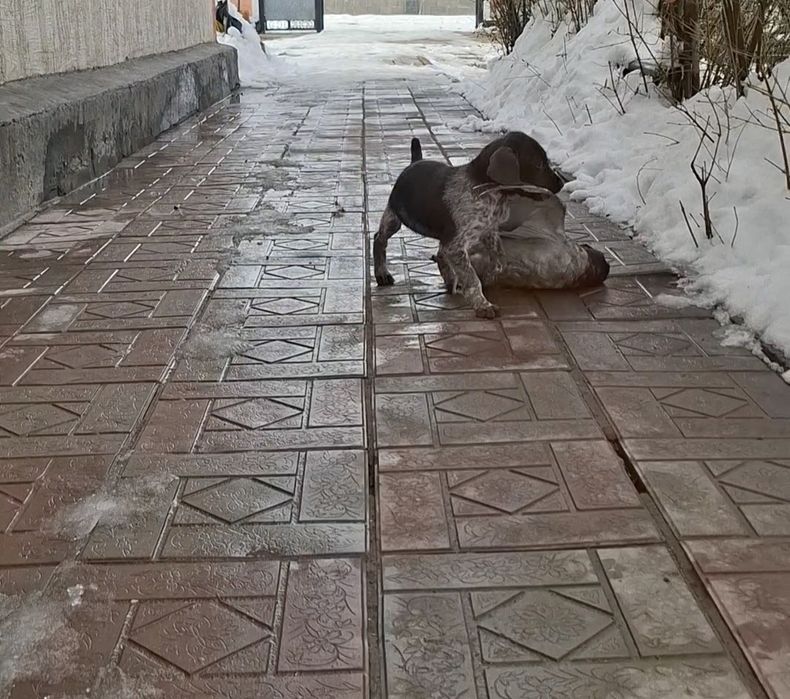 Продам суку Дратхаар