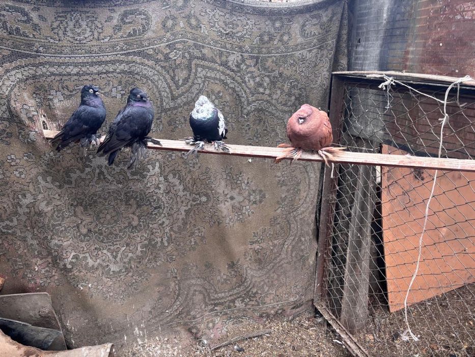 Голуби породистые